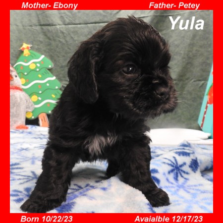 puppy, for, sale, Cocker Spaniel, Joe & Cherri  Overlease, dog, breeder, Miller, MO, dog-breeder, puppy-for-sale, forsale, nearby, find, puppyfind, locator, puppylocator, aca